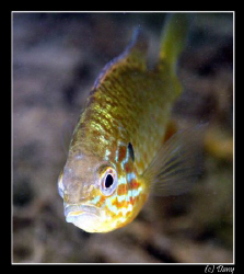Lepomis gibbosus - a tropical fish in our freshwater ponds? by Daniel Strub 
